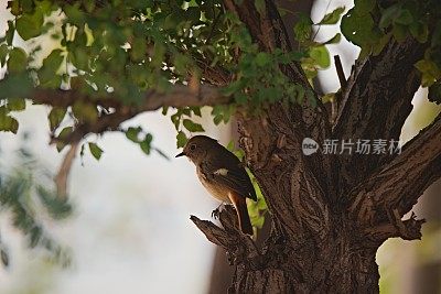 扬金 · 道里安 · 雷德斯塔特